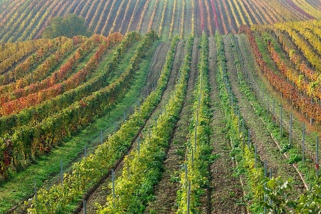 Vineyard rows with colorful autumn foliage in a scenic wine region.