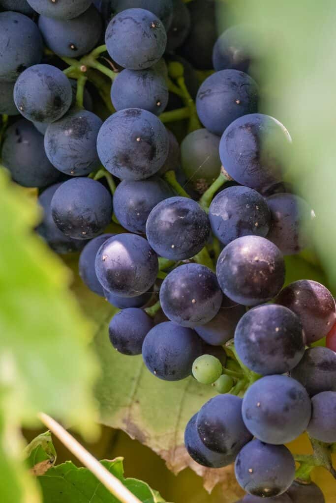 Grapes on the vine ready for harvest, ideal for wine production and tasting experiences.