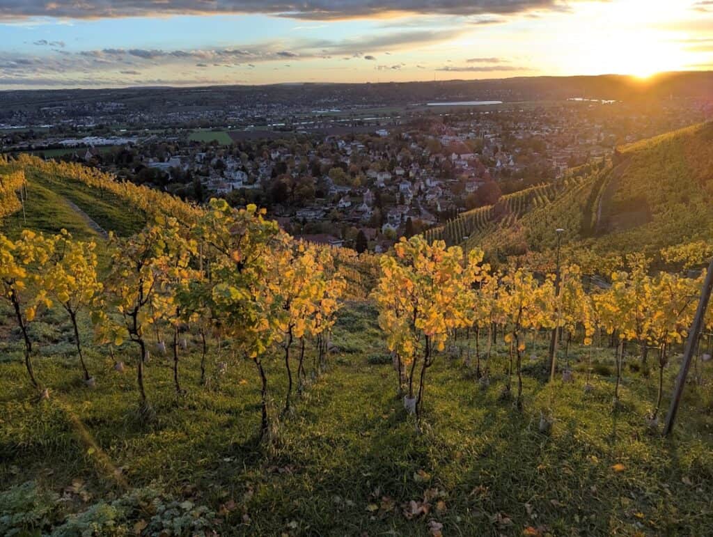 Vineyard sunset with golden light illuminating grapevines on a hillside. Perfect for wine lovers and.