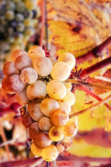 Grapes on the vine ready for harvest, ideal for wine lovers and winemakers.