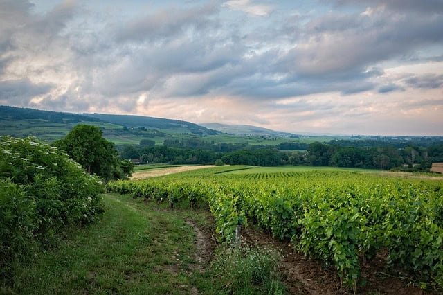 Vineyard with lush grapevines under a partly cloudy sky, showcasing scenic wine country views.