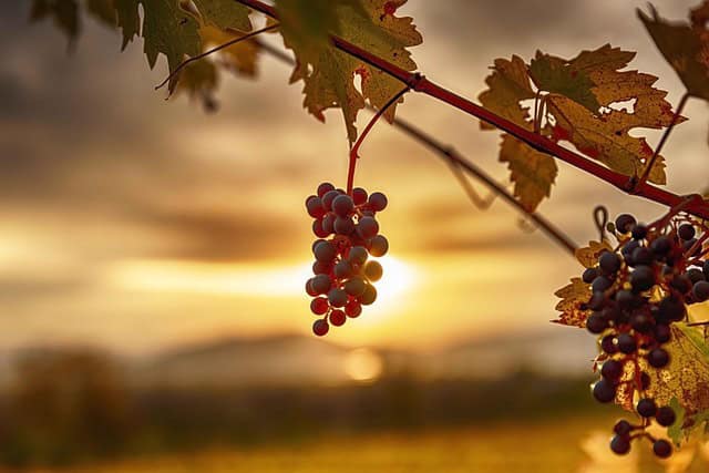 Grapevines with ripe grapes hanging at sunset in a scenic vineyard.