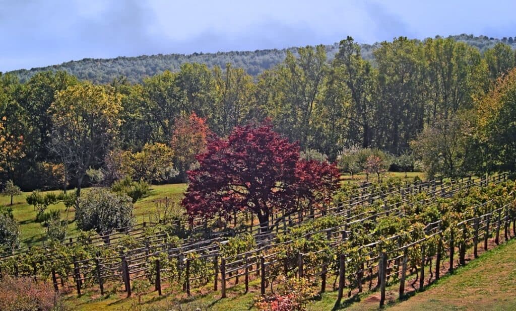 Vineyard landscape with vibrant autumn foliage and lush grapevines under a partly cloudy sky.