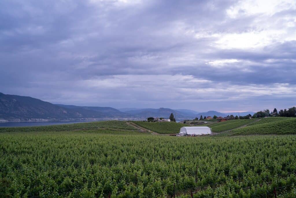 Vineyard landscape featuring lush green rows of grapevines under a cloudy sky, with distant mountain.