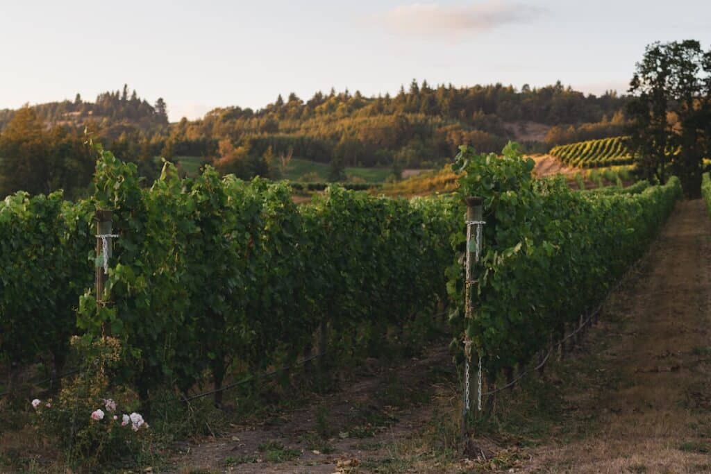 Vineyard rows with lush grapevines under a warm sunset sky. Perfect for wine lovers and wine tourism.