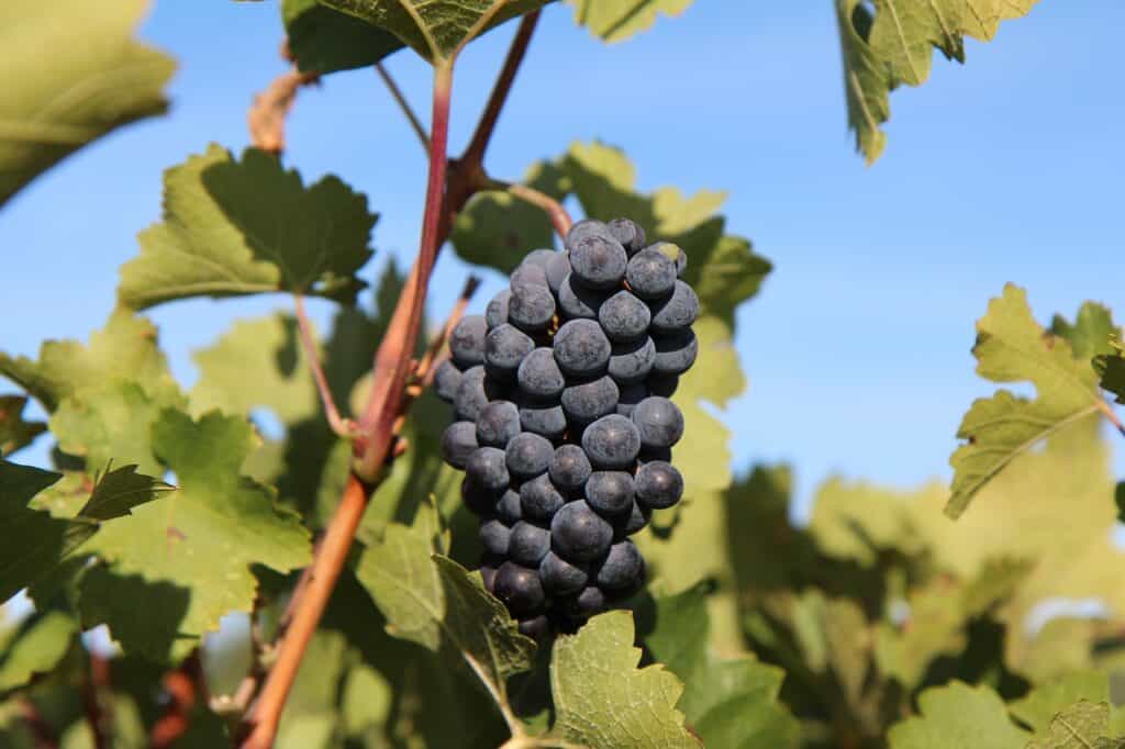 Grapevine with ripe dark grapes ready for harvest in a sunny vineyard.