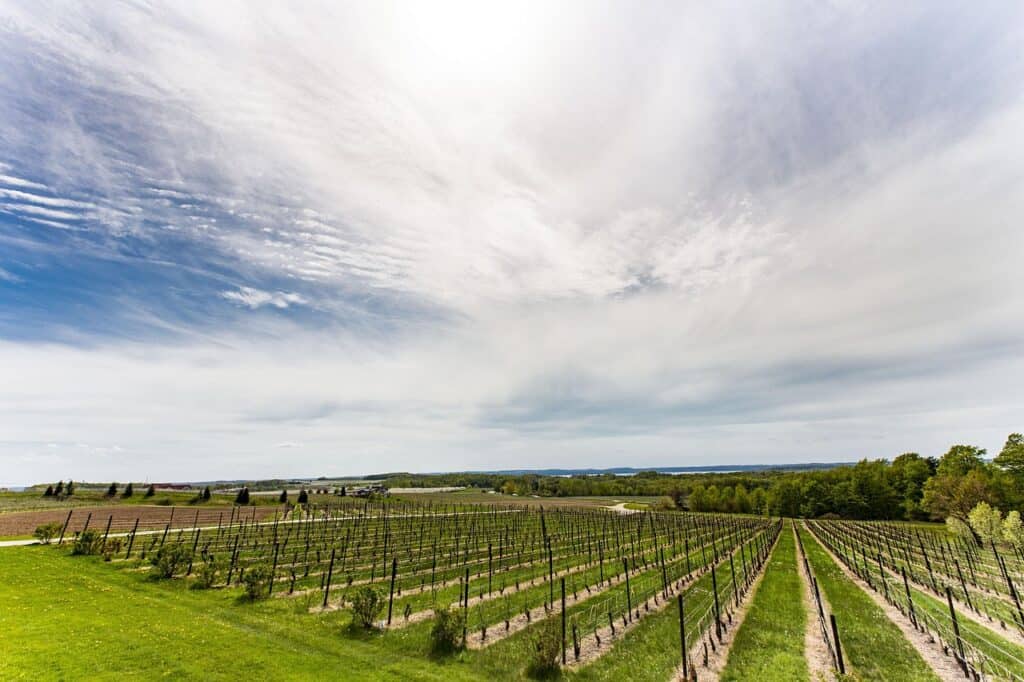 Vineyard landscape with rows of grapevines under a partly cloudy sky, ideal for wine lovers explorin.